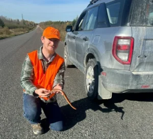 Snakes often get run over by cars when crossing roads