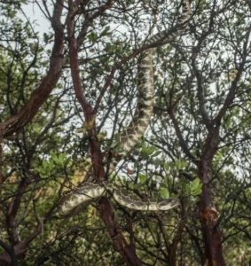 Southern Pacific Rattlesnake (Crotalus oreganus ssp. helleri) in a tree