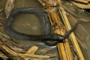 Tentacled Snakes (Erpeton tentaculatum) eat fish