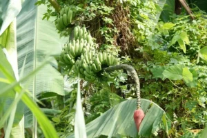 The ecosystem that develops around banana trees is what attracts snakes