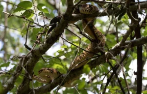 Timber Rattlesnake Crotalus horridus in a tree