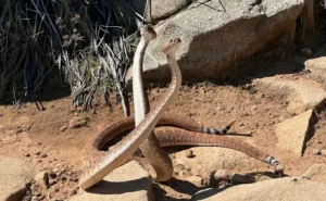 Two Red Diamond Rattlesnake (Crotalus ruber) in a combat dance