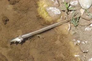 Wandering Garter Snake (Thamnophis elegans ssp vagrans) eating a fish.