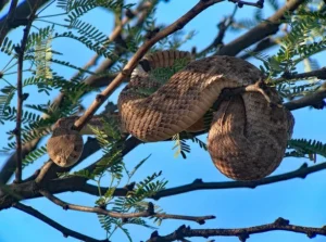 Western Diamond-backed Rattlesnake Crotalus atrox in a tree