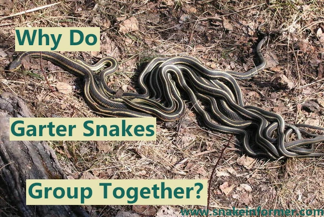 Why Do Garter Snakes Group Together?