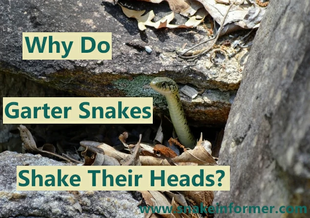 Why Do Garter Snakes Shake And Bob Their Heads?