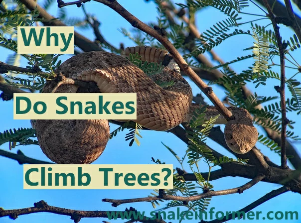 Why Do Snakes Climb Trees?