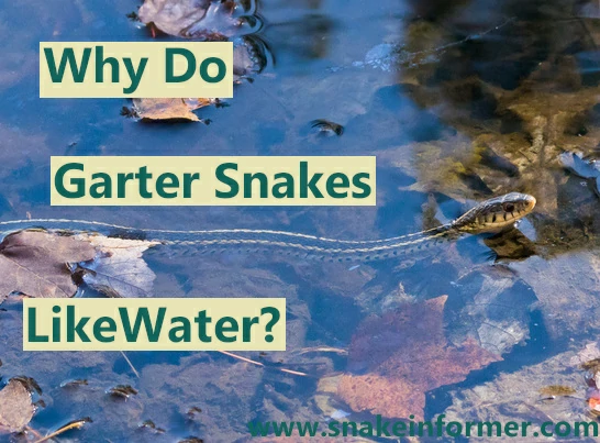 Why do garter snakes like water?