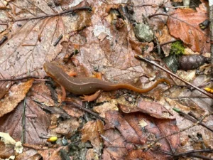 Adult Eastern Newt Notophthalmus viridescens on forest floor (2)