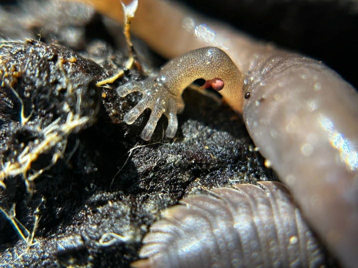 Arboreal Salamander Aneides lugubris feet (3)