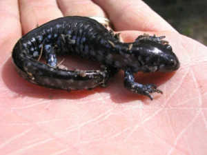 Blue-spotted Salamander Ambystoma laterale in a hand