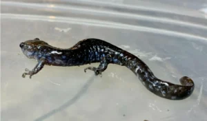 Blue-spotted Salamander Ambystoma laterale on a transparent floor