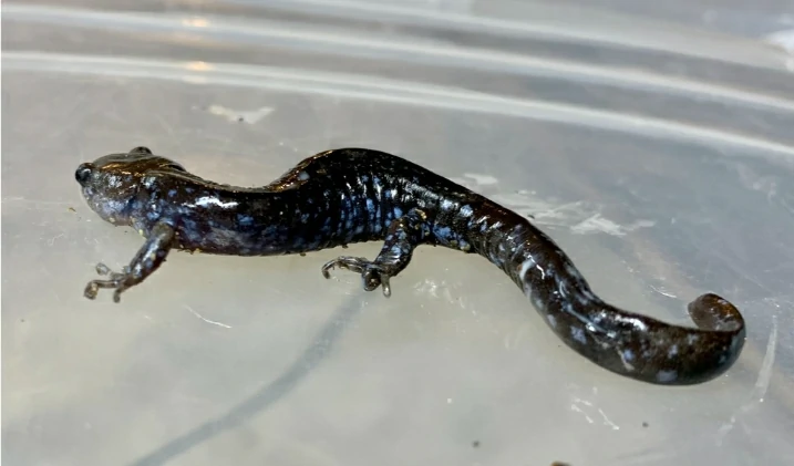 Blue-spotted Salamander Ambystoma laterale on a transparent floor