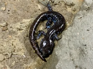 Blue-spotted Salamander Ambystoma laterale on dirt