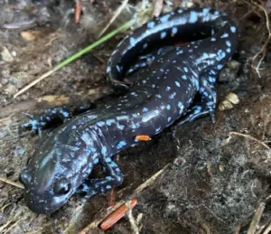 Blue-spotted Salamander Ambystoma laterale on forest floor