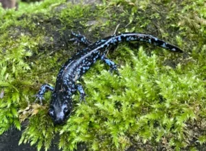 Blue-spotted Salamander Ambystoma laterale on green moss
