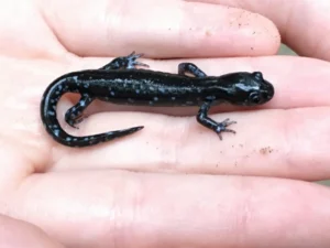 Blue-spotted Salamander Ambystoma laterale on hand