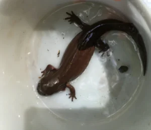California Giant Salamander Dicamptodon ensatus