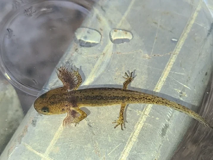 California Newt Taricha torosa larva 2