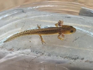 California Newt Taricha torosa larva