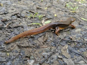 California Newt Taricha torosa on wet ground 1