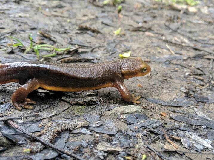 California Newt Taricha torosa on wet ground
