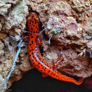 Cave Salamander Eurycea lucifuga on a rocky surface