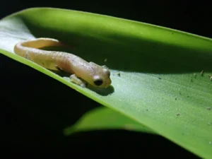 Coban Climbing Salamander Bolitoglossa helmrichi on a leaf
