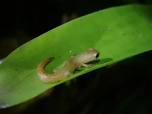Coban Climbing Salamander Bolitoglossa helmrichi on a leaf 4