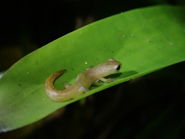 Coban Climbing Salamander Bolitoglossa helmrichi on a leaf 4
