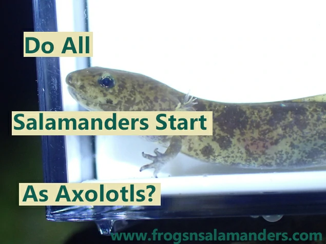 Do All Salamanders Start As Axolotls?
