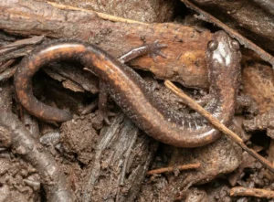 Do Salamanders Burrow?