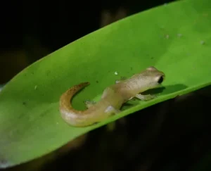 Do Salamanders Eat Plants?