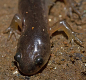 Do Salamanders Have Ears?