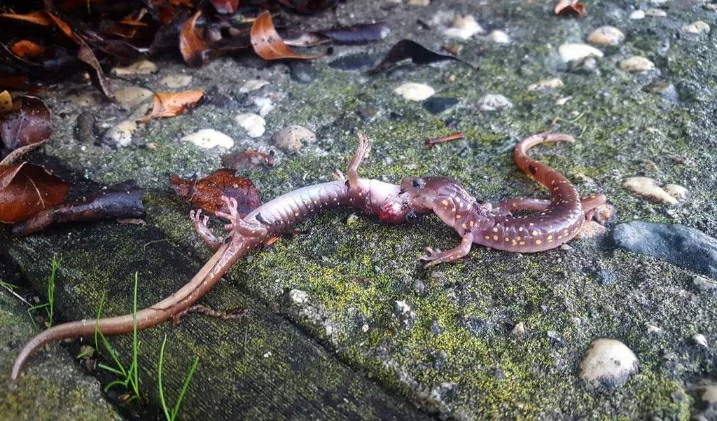 Do Salamanders Kill Each Other?