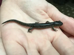 Do Salamanders Like To Be Held?