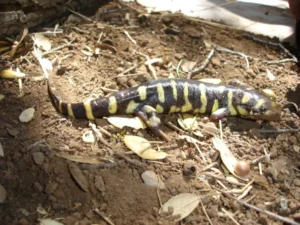 Do Salamanders Live In The Desert?