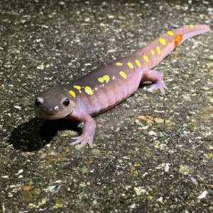 Do Salamanders Migrate?