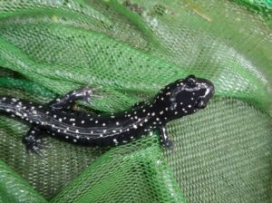Do Salamanders Poop Or Pee?