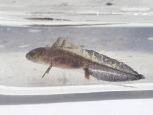 Do Salamanders Turn Into Axolotls?