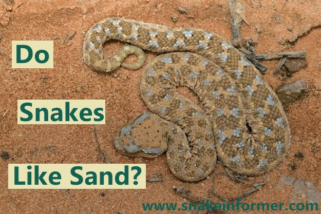 Do Snakes Like Sand?
