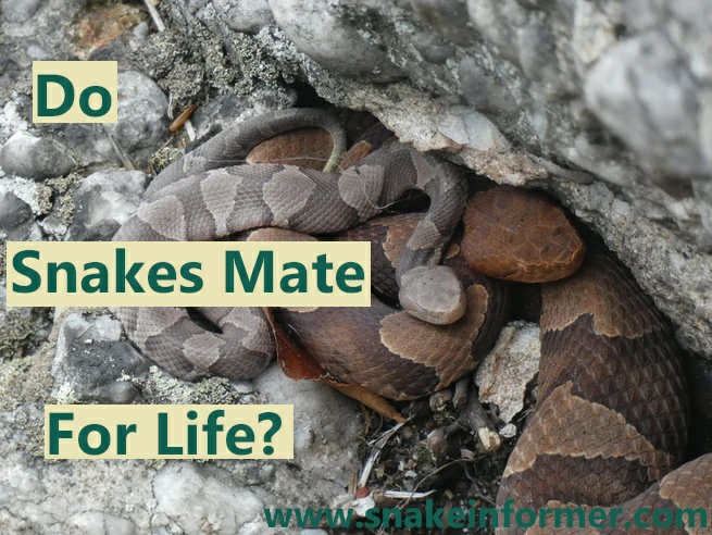 Do snakes mate for life?