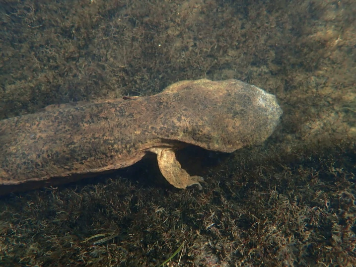 Eastern Hellbender 1