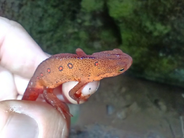 Eastern Newt Notophthalmus viridescens in a hand 1
