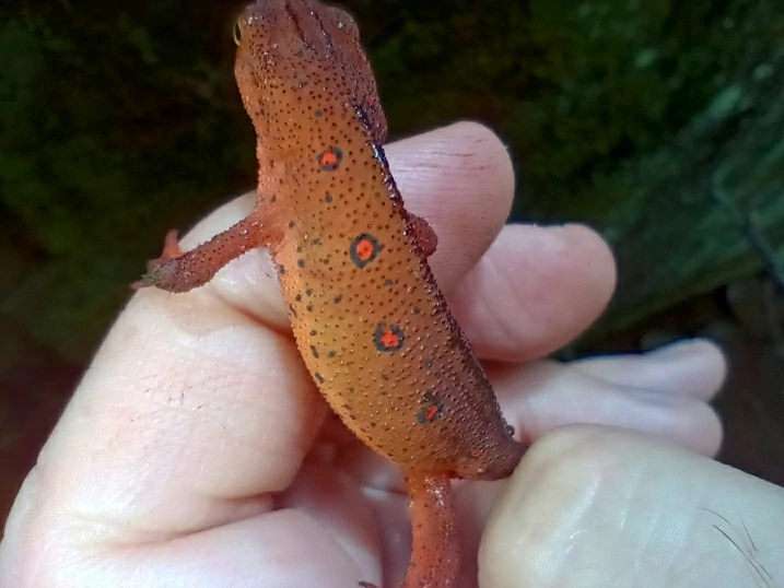 Eastern Newt Notophthalmus viridescens in a hand 2