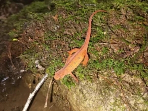 Eastern Newt Notophthalmus viridescens next to a pond