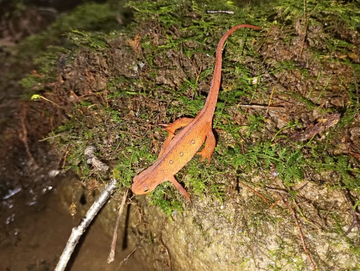 Eastern Newt Notophthalmus viridescens next to a pond