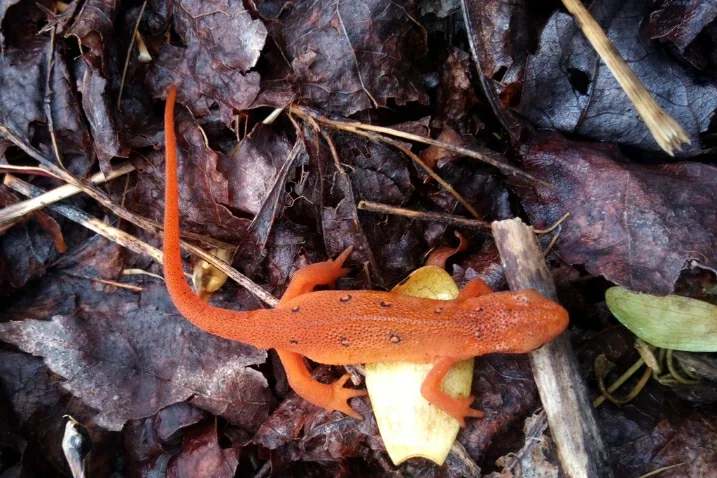 Eastern Newt Notophthalmus viridescens red eft on a brown forest floor