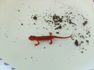 Eastern Newt Notophthalmus viridescens red eft on a white background