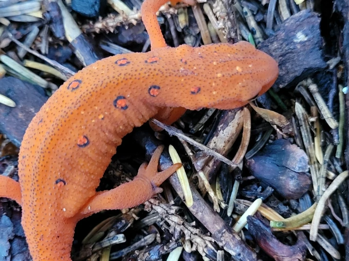 Eastern Newt Notophthalmus viridescens red eft on forest floor 1